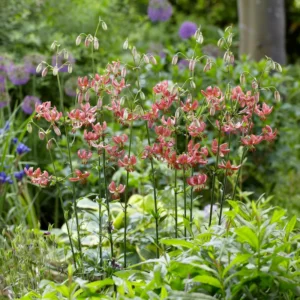 A garden with many flowers and plants in it
