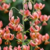 Pink spotted Turk's-cap lily cluster