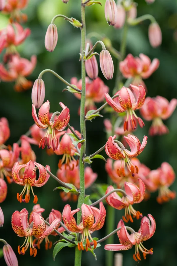 Pink spotted Turk's-cap lily cluster