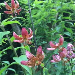 Cluster of pink spotted Turk's-cap lilies