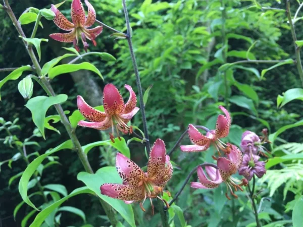 Cluster of pink spotted Turk's-cap lilies