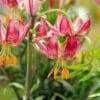 Pink Turk's cap lilies with orange stamens