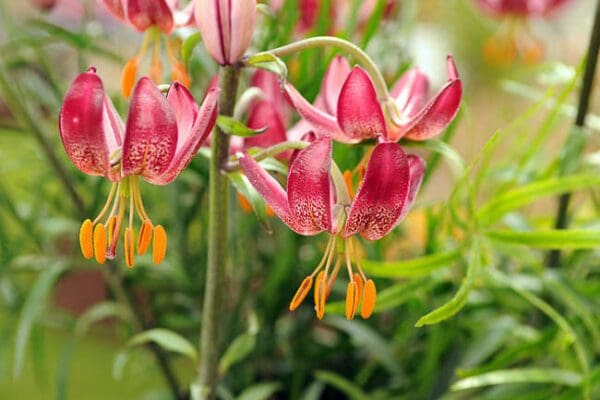 Pink Turk's cap lilies with orange stamens