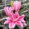 Pink double layered oriental lily blooms