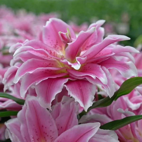 Close-up of layered pink lilies