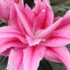 Pink double oriental lily bloom close-up