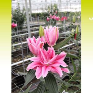 A pink flower is in the foreground of a greenhouse.