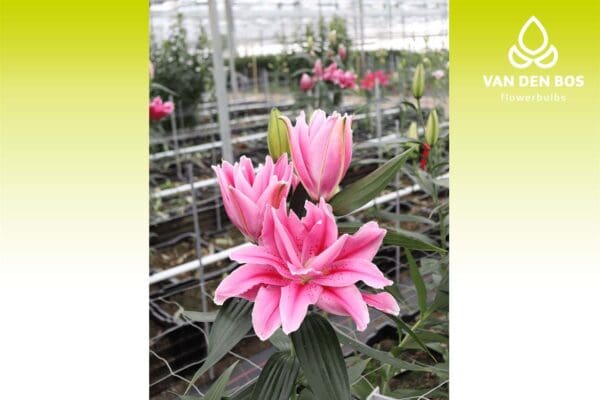 A pink flower is in the foreground of a greenhouse.