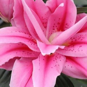 Close-up of pink double lily bloom