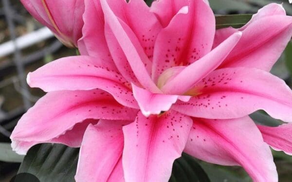 Close-up of pink double lily bloom