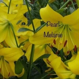 Pearl Melanie yellow lilies blooming.