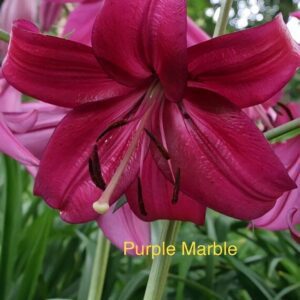A close up of the flower of purple marblo