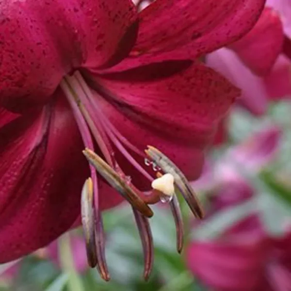 Close up red lily stamen with pollen