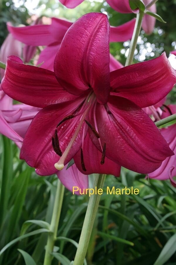 A close up of the flower of purple marblo
