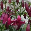 Deep magenta lily with hanging buds