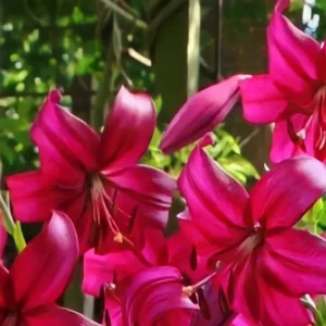 Deep pink lily cluster against garden trellis