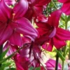 Vibrant magenta lilies clustered in garden
