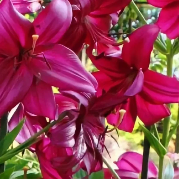 Vibrant magenta lilies clustered in garden
