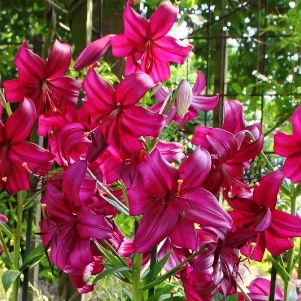 Cluster of magenta lilies in garden