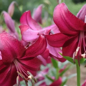 Close-up of magenta lilies with water droplets