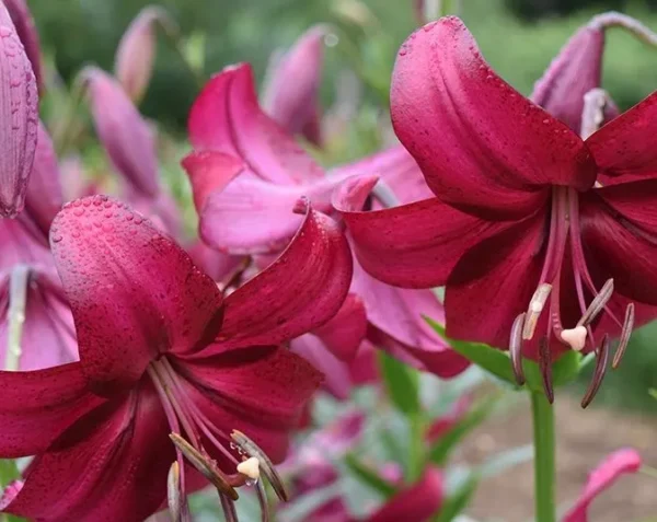 Close-up of magenta lilies with water droplets