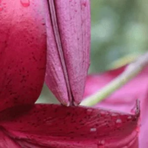 Deep magenta lily petal with droplets
