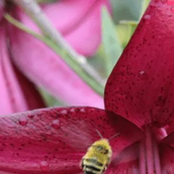 Tiny fuzzy bee on wet magenta petal