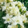Cluster of creamy white double lilies
