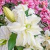 White double lily bloom with pink lilies