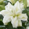 White double lily in soft green foliage