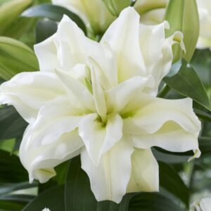 White double lily in soft green foliage