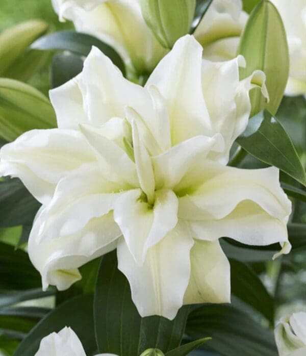White double lily in soft green foliage