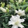 Frilly white double lilies with unopened buds