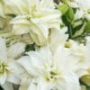 Close-up of double white lilies