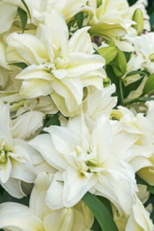 Close-up of double white lilies