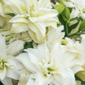 Close-up of double white lilies