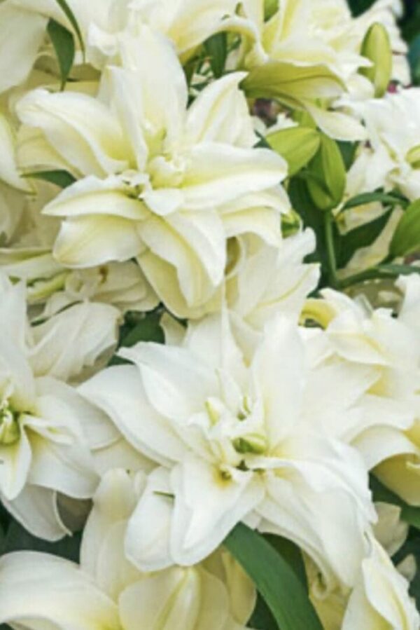 Close-up of double white lilies