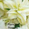 Double white Ramona Roselily blooms