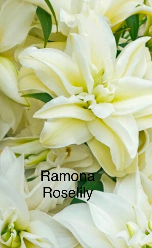 Double white Ramona Roselily blooms