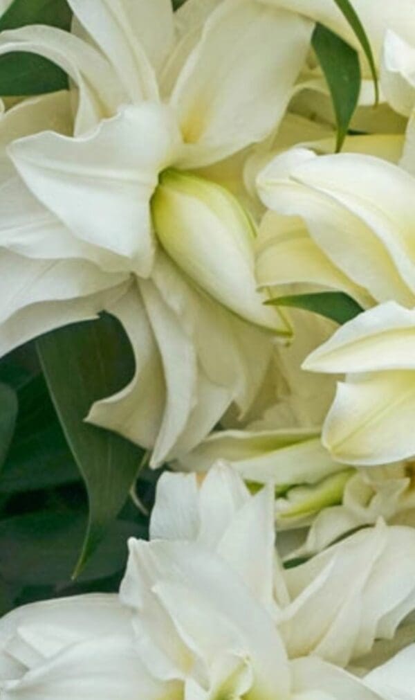 Close-up of layered white lily blooms