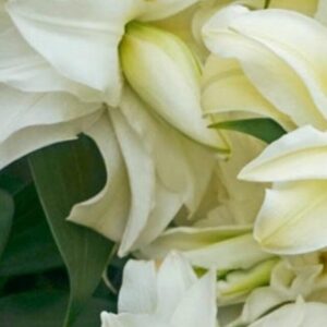 Close-up of layered white lily blooms