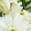Close-up of white double lilies with foliage