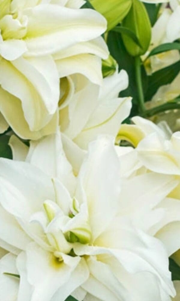 Close-up of white double lilies with foliage