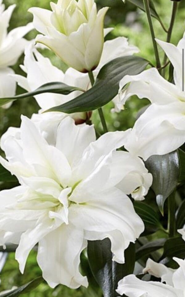 Cluster of white double lilies in bloom