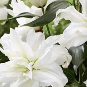Cluster of white double lilies in bloom