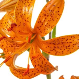 Close-up of vibrant orange tiger lily flowers with speckled petals.