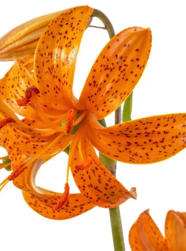 Close-up of vibrant orange tiger lily flowers with speckled petals.