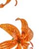 Close-up of vibrant orange tiger lilies against a white background.