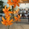 Bright orange lilies blooming indoors near a cozy seating area.