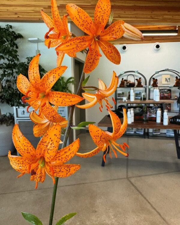 Bright orange lilies blooming indoors near a cozy seating area.